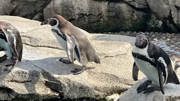 仙台うみの杜水族館に投稿された画像（2022/4/11）