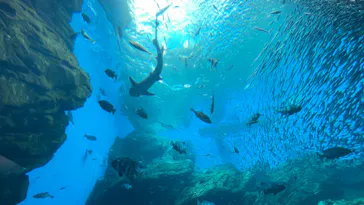 仙台うみの杜水族館に投稿された画像（2022/4/11）