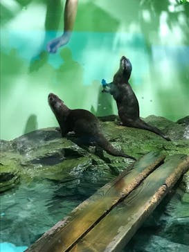 しながわ水族館に投稿された画像（2022/4/11）