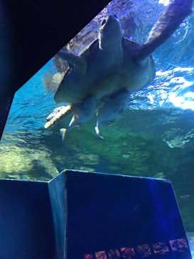 しながわ水族館に投稿された画像（2022/4/11）