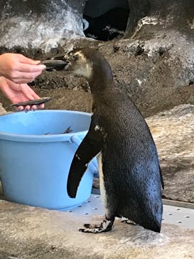 しながわ水族館に投稿された画像（2022/4/11）