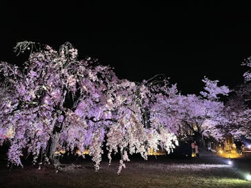 姫路城（イベント）に投稿された画像（2022/4/11）