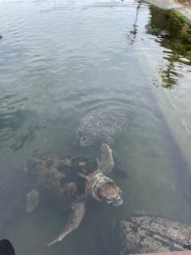 串本海中公園水族館に投稿された画像（2022/4/11）