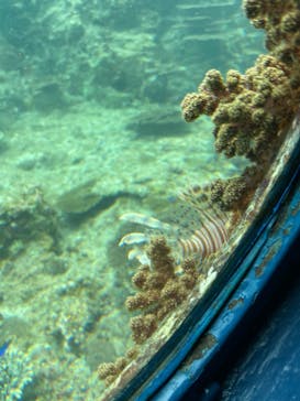 串本海中公園水族館に投稿された画像（2022/4/11）