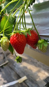 果実の里 原田農園に投稿された画像（2022/4/11）