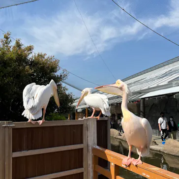 神戸どうぶつ王国に投稿された画像（2022/4/11）