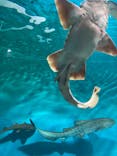アクアワールド茨城県大洗水族館に投稿された画像（2022/4/12）