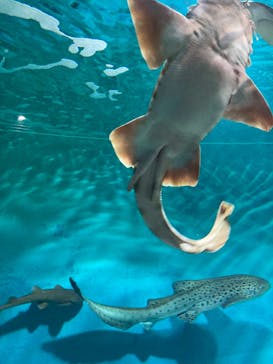 アクアワールド茨城県大洗水族館に投稿された画像（2022/4/11）