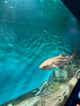 アクアワールド茨城県大洗水族館に投稿された画像（2022/4/11）