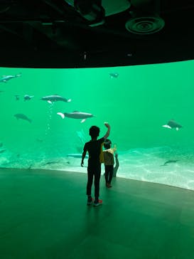 カワスイ 川崎⽔族館に投稿された画像（2022/4/12）