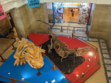 国立科学博物館　特別企画展「ポケモン化石博物館」に投稿された画像（2022/4/12）
