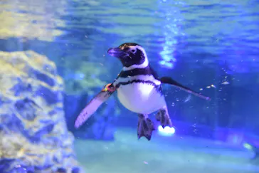 すみだ水族館に投稿された画像（2022/4/12）