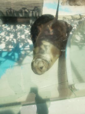 サンシャイン水族館に投稿された画像（2022/4/12）