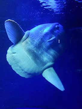 サンシャイン水族館に投稿された画像（2022/4/12）