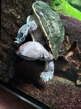 サンシャイン水族館に投稿された画像（2022/4/12）