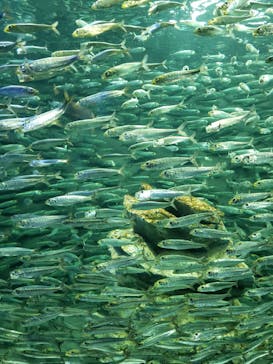 サンシャイン水族館に投稿された画像（2022/4/12）