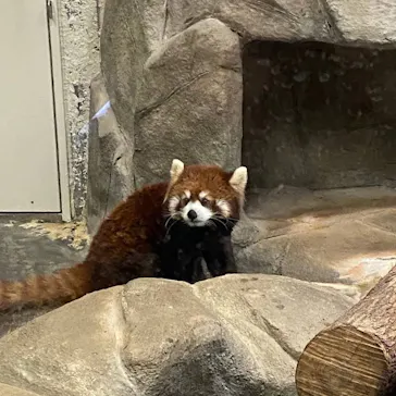天王寺動物園に投稿された画像（2022/4/12）
