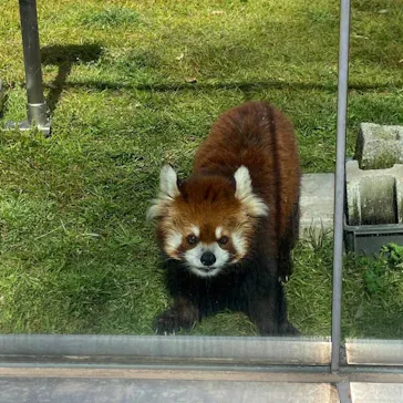 天王寺動物園に投稿された画像（2022/4/12）