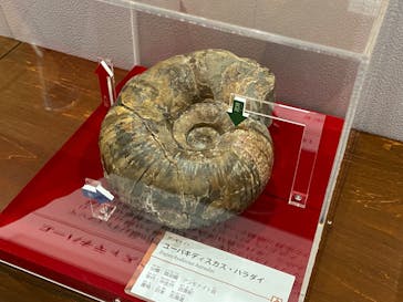 国立科学博物館　特別企画展「ポケモン化石博物館」に投稿された画像（2022/4/12）