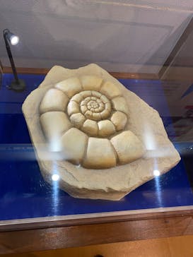 国立科学博物館　特別企画展「ポケモン化石博物館」に投稿された画像（2022/4/12）