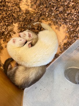 Moff animal cafe MARKIS 福岡ももち店に投稿された画像（2022/4/12）