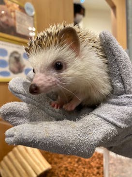 Moff animal cafe MARKIS 福岡ももち店に投稿された画像（2022/4/12）