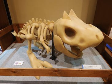 国立科学博物館　特別企画展「ポケモン化石博物館」に投稿された画像（2022/4/12）