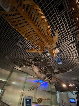 国立科学博物館　特別企画展「ポケモン化石博物館」に投稿された画像（2022/4/12）