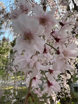 元離宮二条城に投稿された画像（2022/4/12）