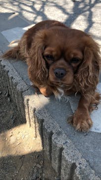 世界の名犬牧場に投稿された画像（2022/4/12）