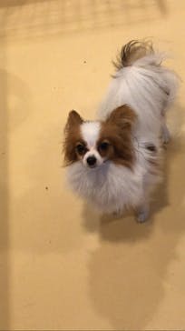 世界の名犬牧場に投稿された画像（2022/4/12）