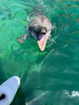 うみたま体験パーク 「つくみイルカ島」に投稿された画像（2022/4/12）