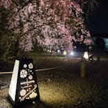 NAKED FLOWERS 2022 -桜- 世界遺産・二条城に投稿された画像（2022/4/12）