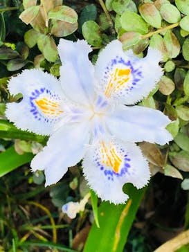 江戸東京たてもの園に投稿された画像（2022/4/12）