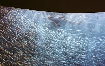 名古屋港水族館に投稿された画像（2022/4/12）