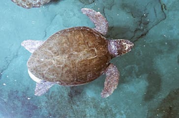 名古屋港水族館に投稿された画像（2022/4/12）