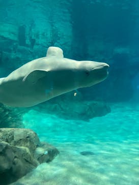 名古屋港水族館に投稿された画像（2022/4/12）