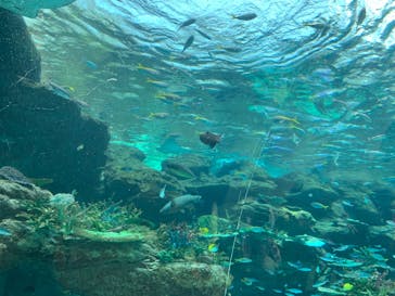 名古屋港水族館に投稿された画像（2022/4/12）