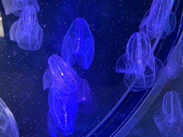 名古屋港水族館に投稿された画像（2022/4/12）