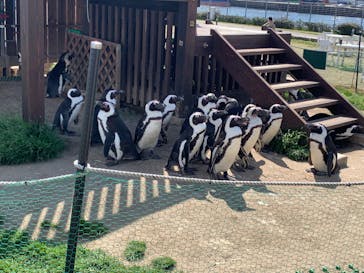名古屋港水族館に投稿された画像（2022/4/12）