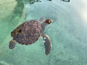 新江ノ島水族館に投稿された画像（2022/4/12）