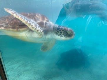 新江ノ島水族館に投稿された画像（2022/4/12）