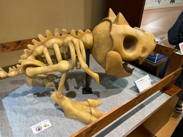 国立科学博物館　特別企画展「ポケモン化石博物館」に投稿された画像（2022/4/12）