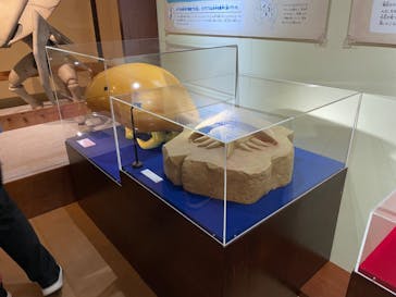 国立科学博物館　特別企画展「ポケモン化石博物館」に投稿された画像（2022/4/12）