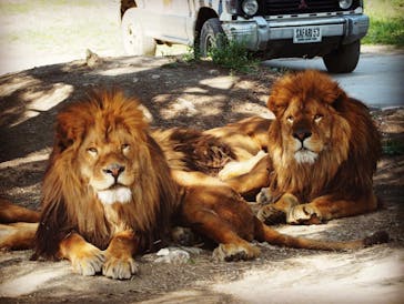 群馬サファリパークに投稿された画像（2022/4/12）