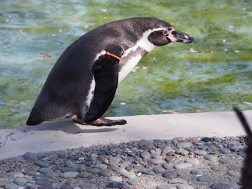 群馬サファリパークに投稿された画像（2022/4/12）