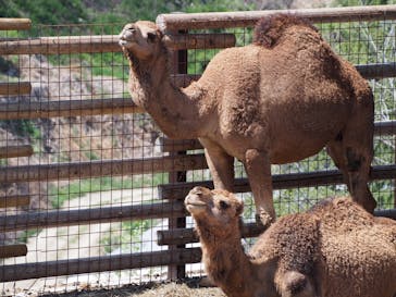 群馬サファリパークに投稿された画像（2022/4/12）