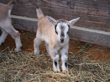 群馬サファリパークに投稿された画像（2022/4/12）