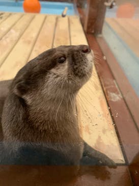 ゼロ距離水族館 伊勢シーパラダイスに投稿された画像（2022/4/13）