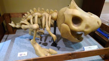 国立科学博物館　特別企画展「ポケモン化石博物館」に投稿された画像（2022/4/13）